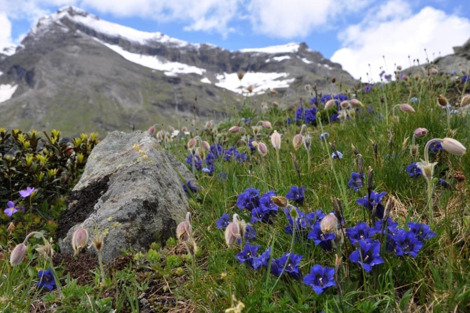 Champoluc